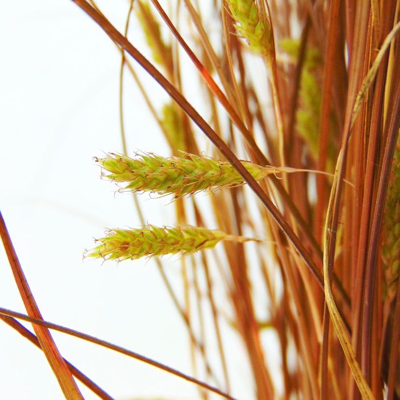 Carex comans Bronze Form (Floração)