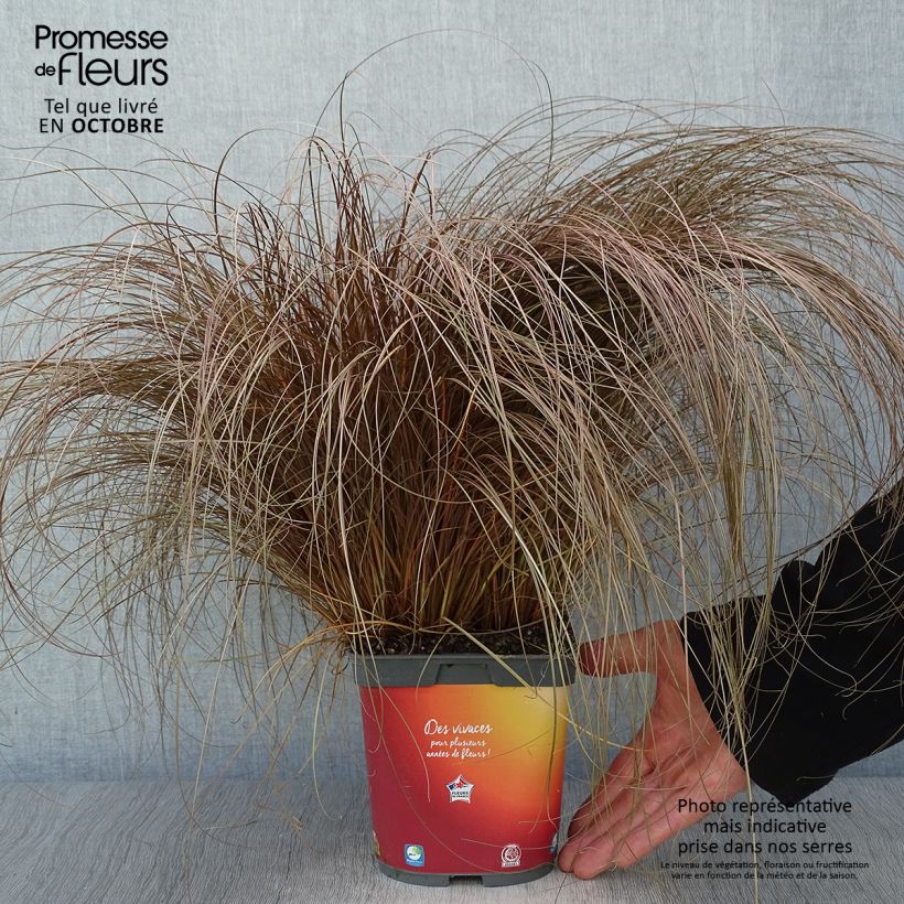 Amostra de Carex comans Bronze Form Vaso de 2 L/3 L tal como entregue no outono