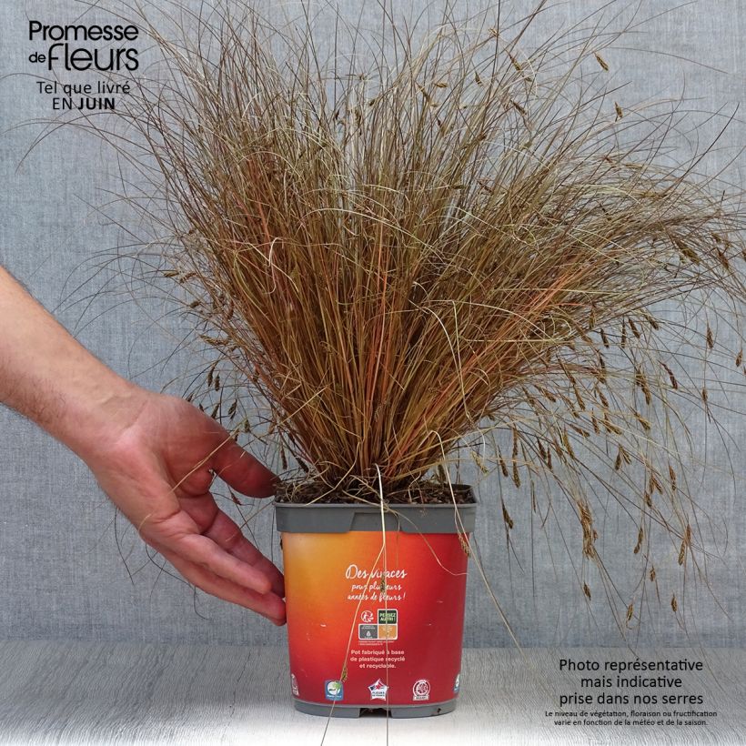 Amostra de Carex comans Bronze Form Vaso de 2 L/3 L tal como entregue no verão
