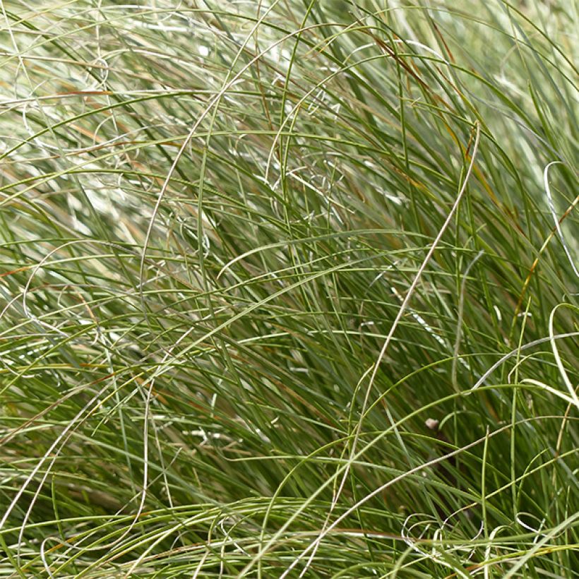 Carex comans Frosted Curls (Folhagem)