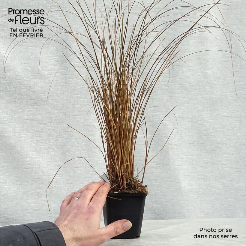 Amostra de Carex comans Milk Chocolate - Laîche Vaso de 8/9 cm tal como entregue no inverno