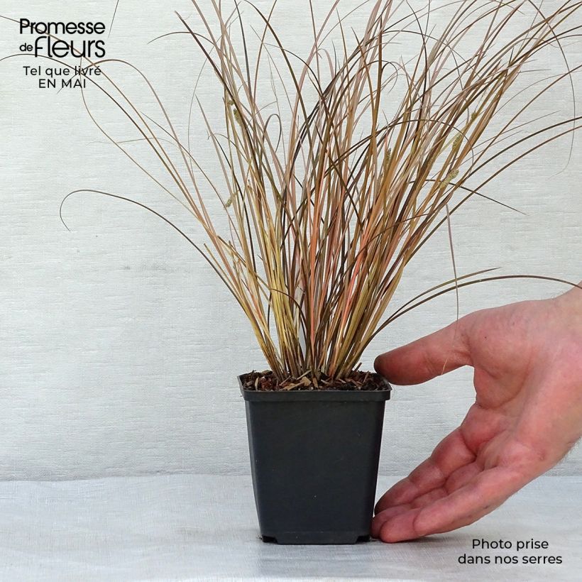 Amostra de Carex comans Milk Chocolate Vaso de 8/9 cm tal como entregue na primavera