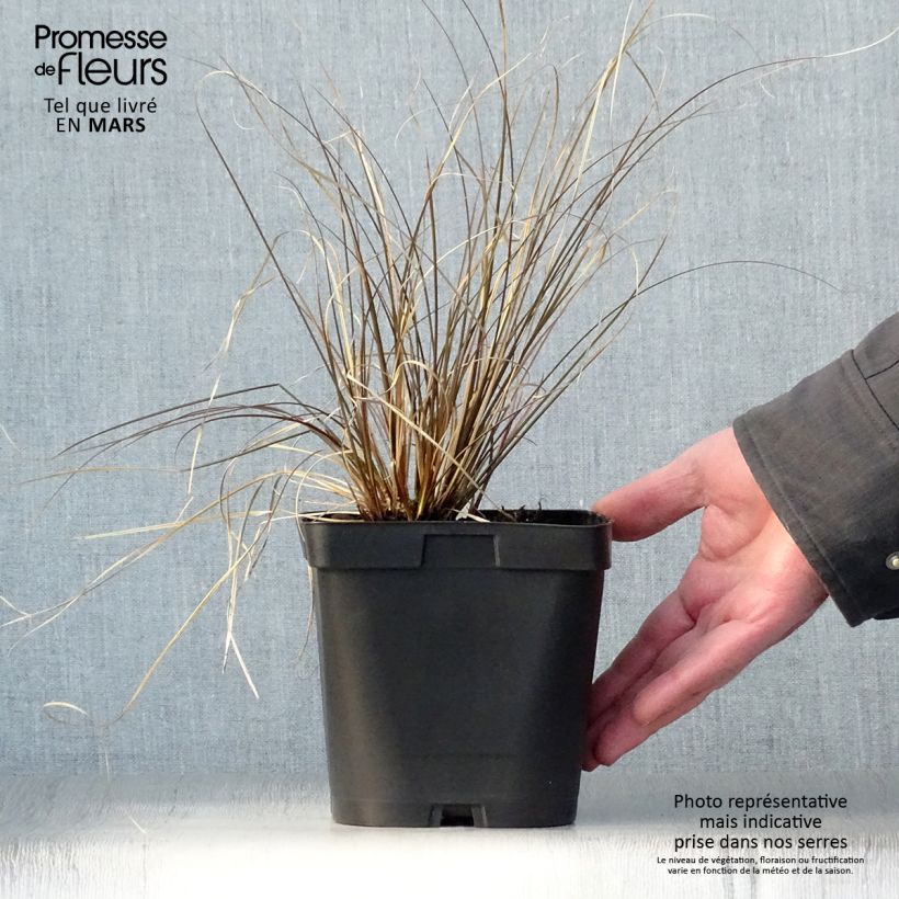 Amostra de Carex comans Milk Chocolate Vaso de 2 L/3 L tal como entregue na primavera