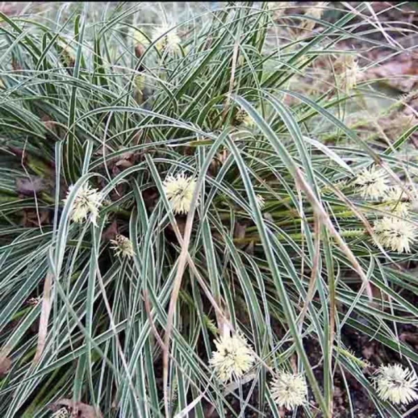 Carex conica Snowline (Hábito)