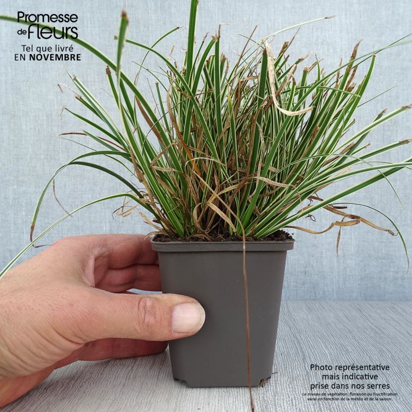 Amostra de Carex conica Snowline Vaso de 8/9 cm tal como entregue no outono