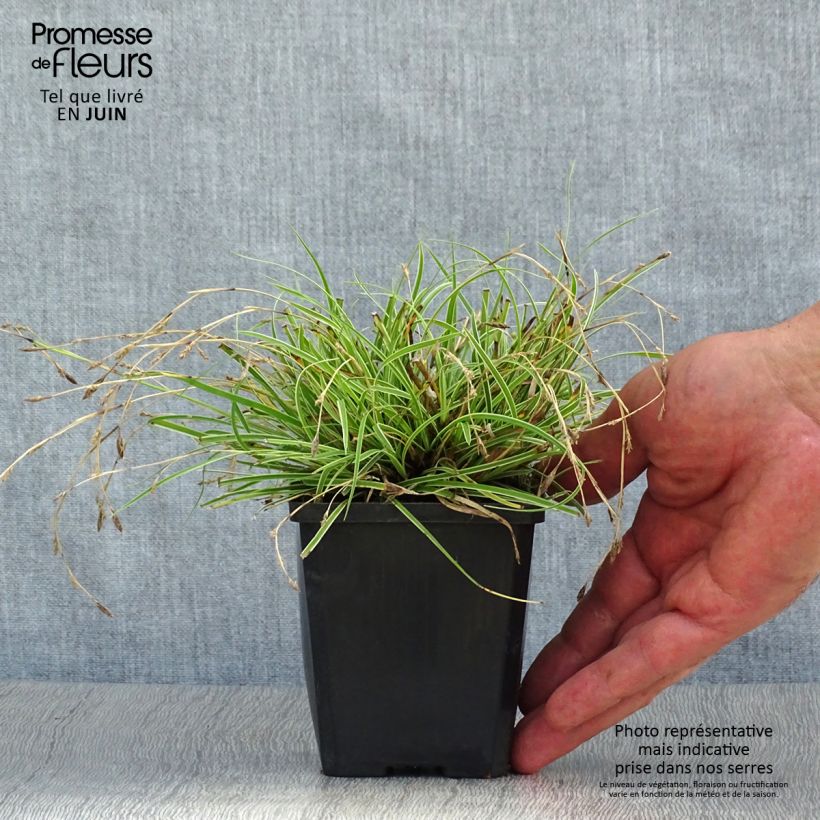 Amostra de Carex conica Snowline Vaso de 8/9 cm tal como entregue no verão