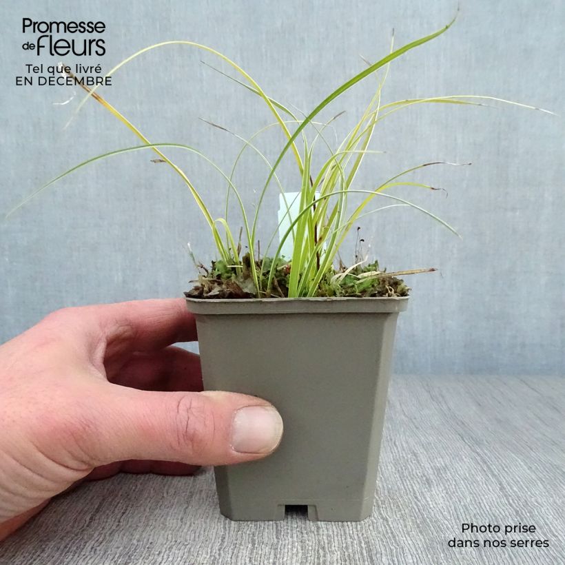 Amostra de Carex conica Snowline - Laîche de Corée Vaso de 8/9 cm tal como entregue no inverno