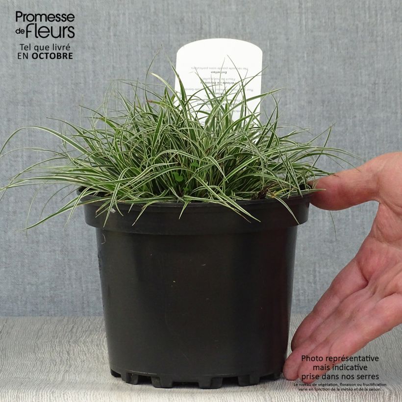 Amostra de Carex conica Snowline Vaso de 2 L/3 L tal como entregue no outono