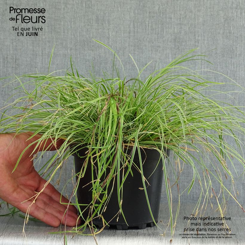 Amostra de Carex conica Snowline Vaso de 2 L/3 L tal como entregue no verão