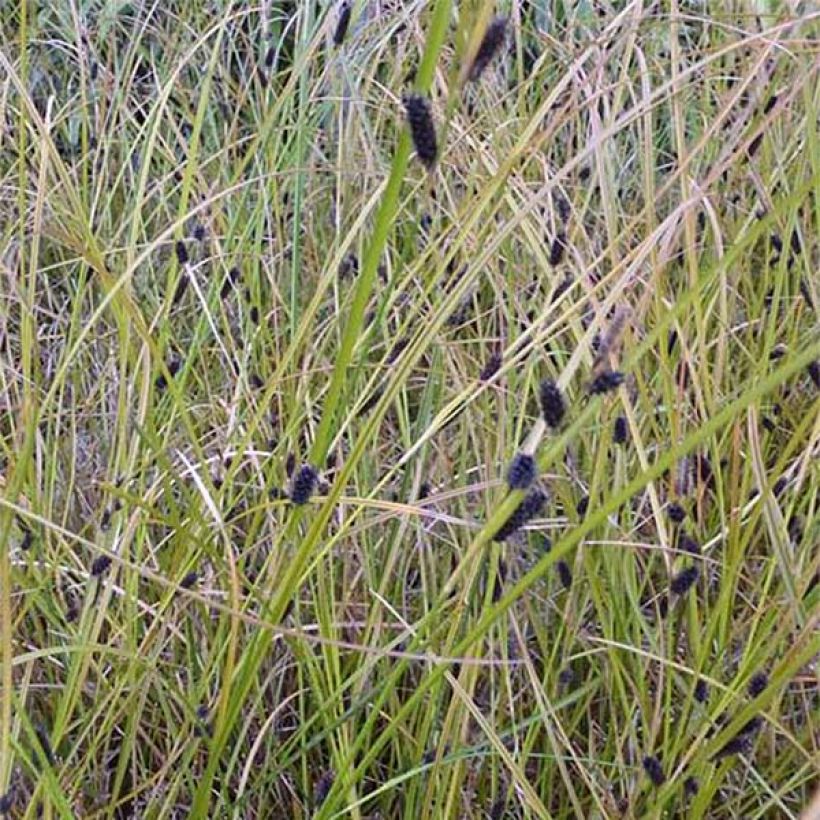 Carex dipsacea (Floração)