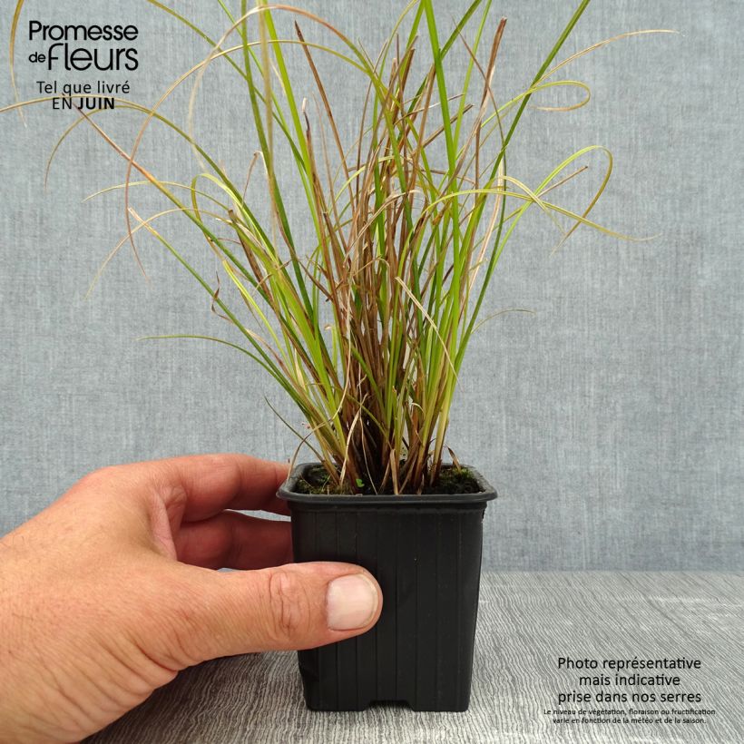 Amostra de Carex dipsacea Vaso de 8/9 cm tal como entregue no verão