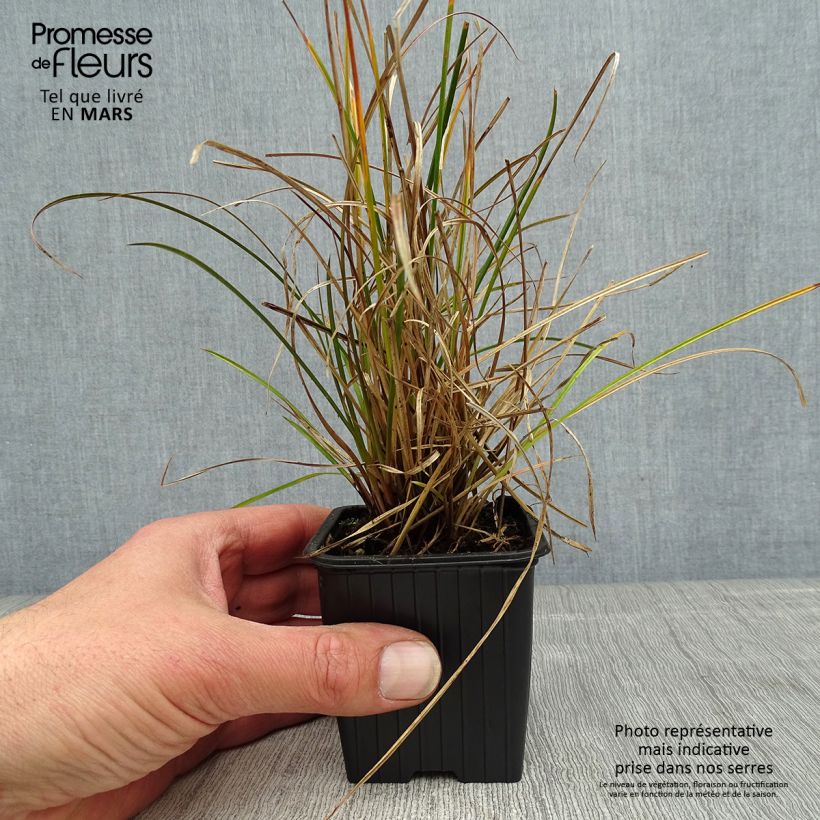 Amostra de Carex dipsacea - Laîche d'automne Godet de 8/9 cm tal como entregue na primavera