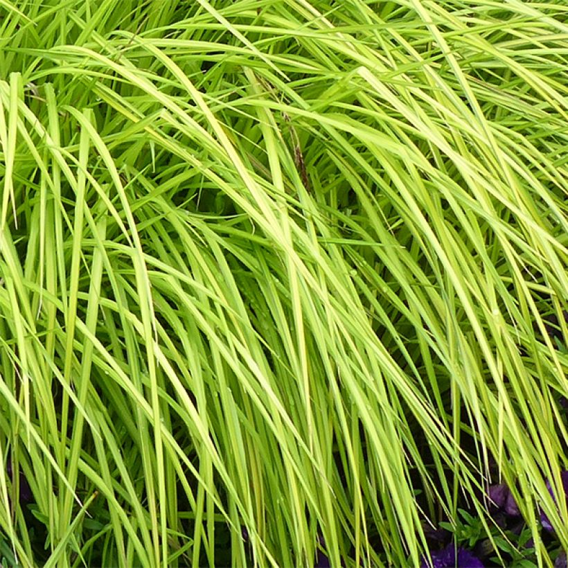 Carex elata Aurea (Folhagem)
