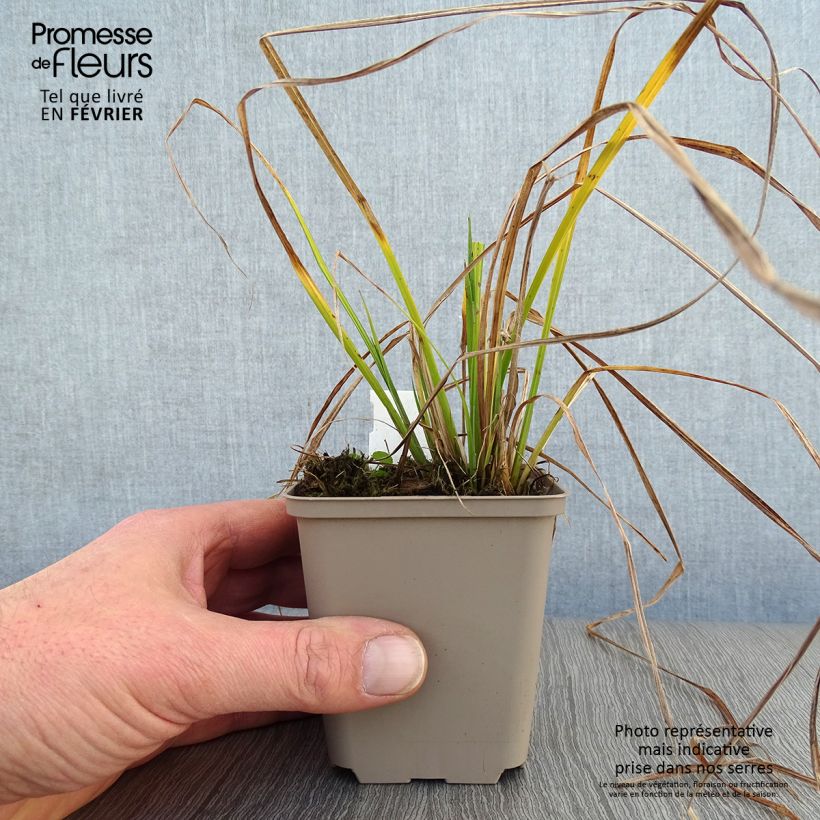 Amostra de Carex elata Aurea - Laîche dorée Vaso de 8/9 cm tal como entregue no inverno