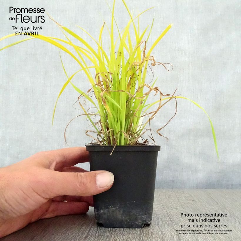 Amostra de Carex elata Aurea Vaso de 8/9 cm tal como entregue na primavera