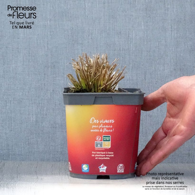 Amostra de Carex elata Aurea Vaso de 2 L/3 L tal como entregue na primavera