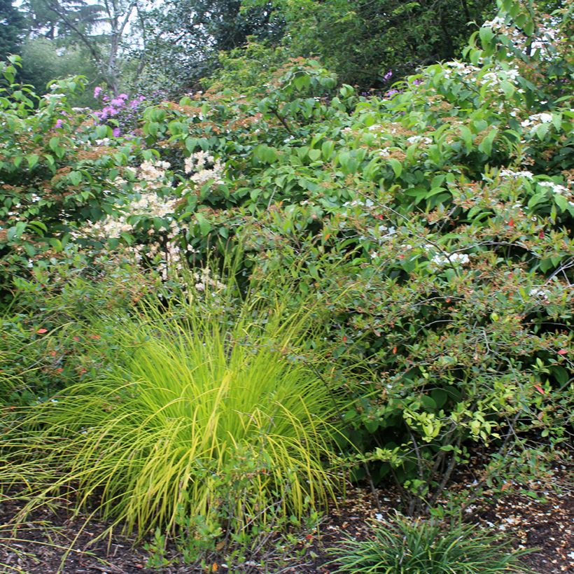 Carex elata Aurea (Hábito)