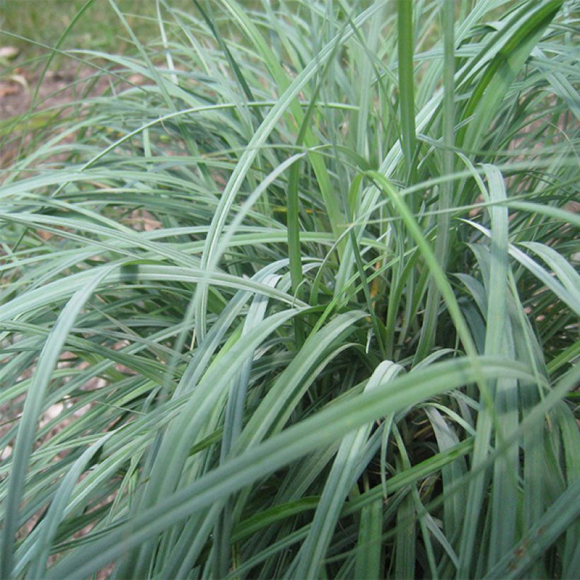 Carex flacca (Folhagem)