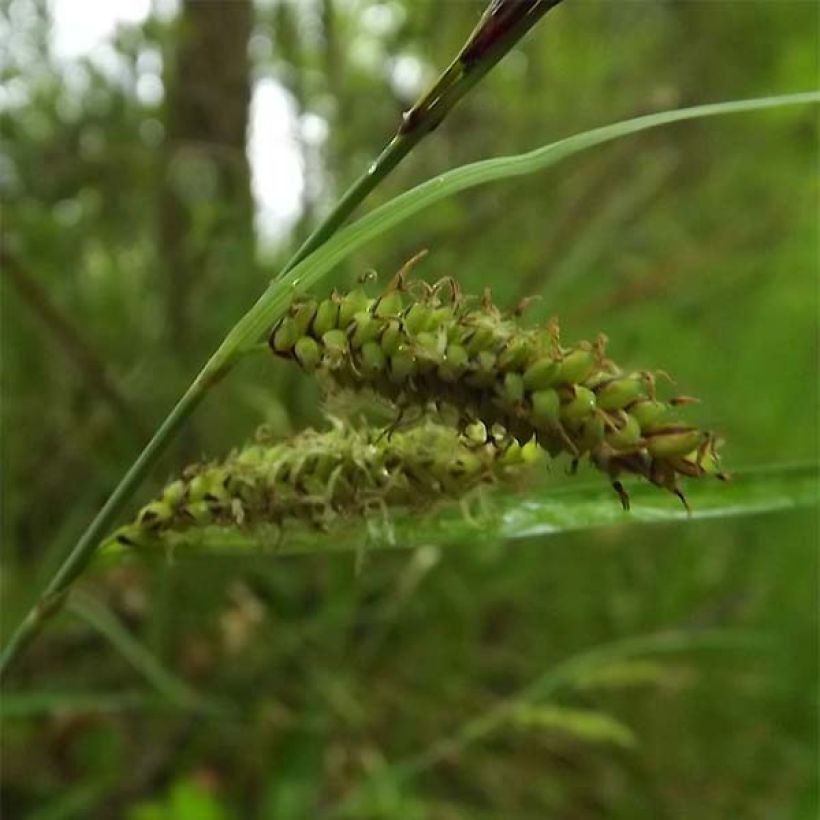 Carex flacca (Floração)
