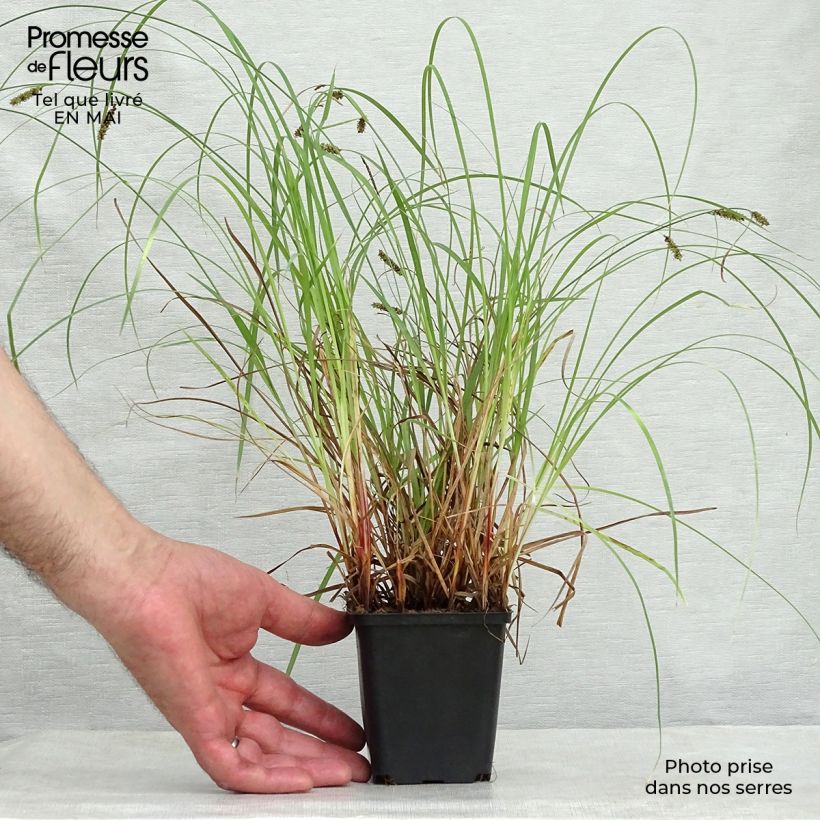 Amostra de Carex flacca Vaso de 8/9 cm tal como entregue na primavera