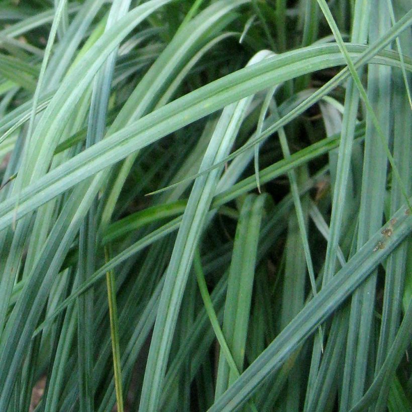 Carex flacca Blue Zinger (Folhagem)