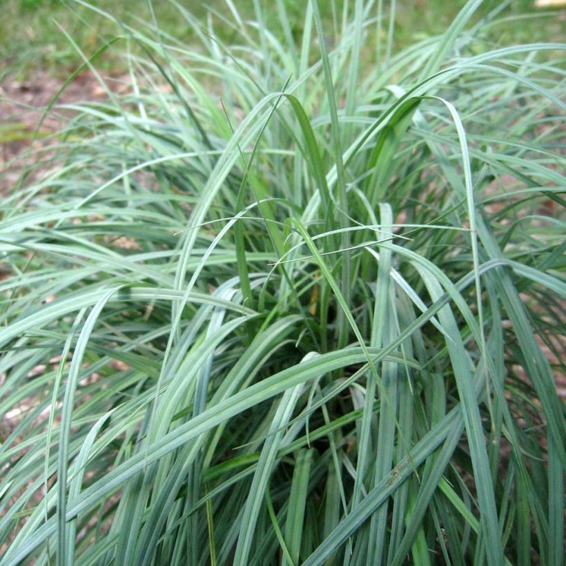 Carex flacca Blue Zinger (Hábito)
