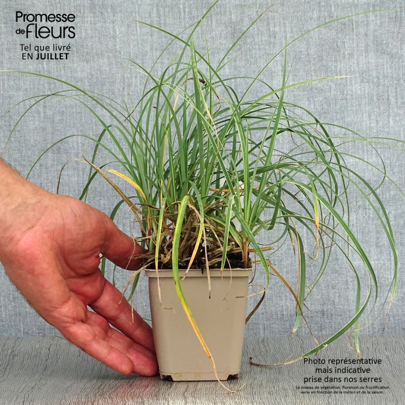 Amostra de Carex flacca Blue Zinger Vaso de 8/9 cm tal como entregue no verão