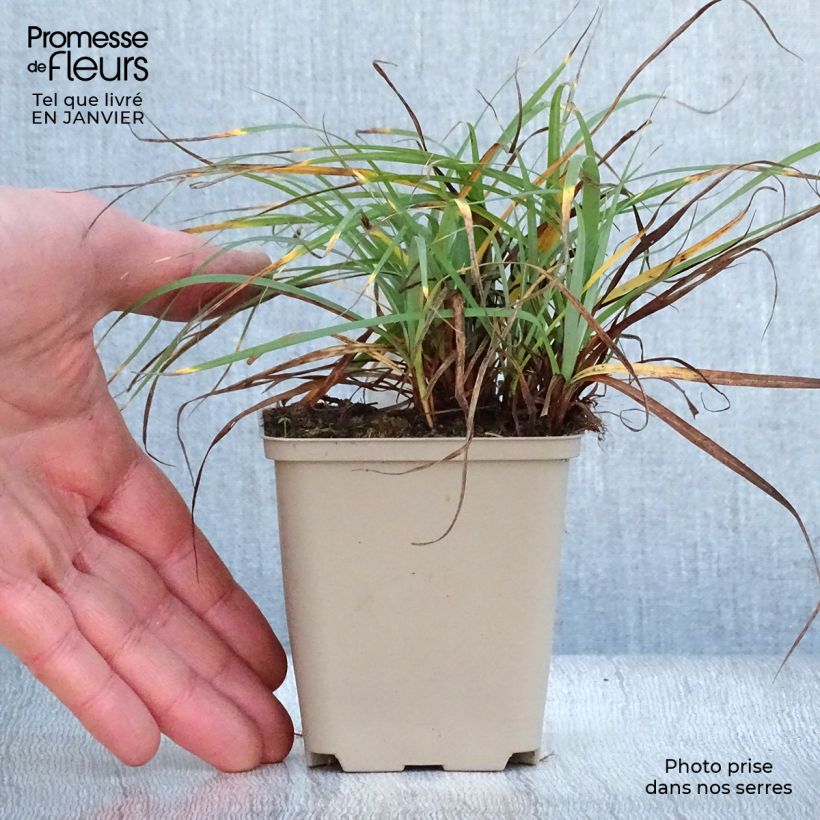 Amostra de Carex flacca Blue Zinger - Laîche glauque Vaso de 8/9 cm tal como entregue no inverno