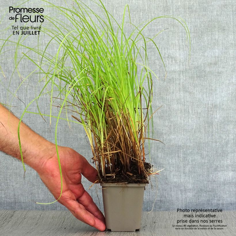 Amostra de Carex flacca Vaso de 8/9 cm tal como entregue no verão