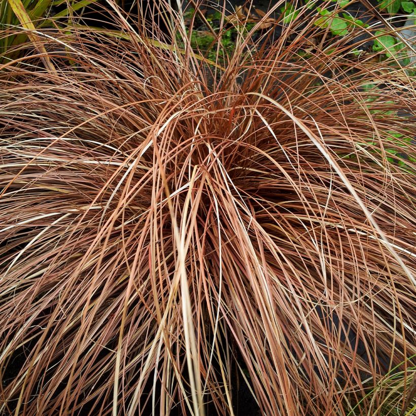 Carex flagellifera Bronzita (Hábito)