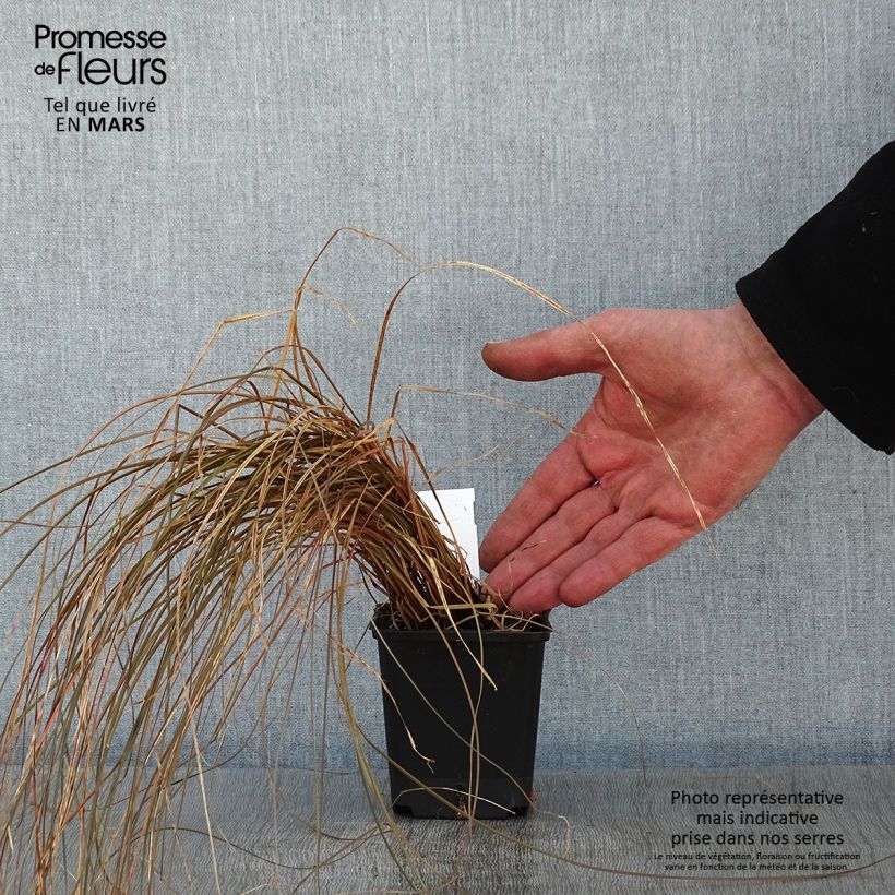 Amostra de Carex flagellifera Bronzita - Laîche de Nouvelle-Zélande Godet de 8/9 cm tal como entregue no inverno