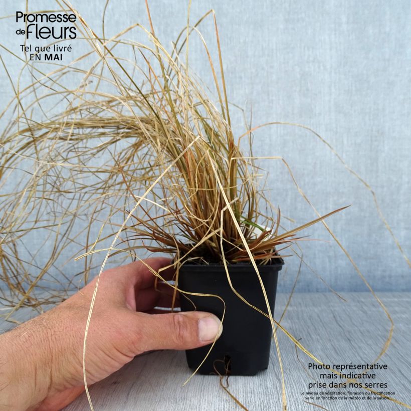 Amostra de Carex flagellifera Bronzita Vaso de 8/9 cm tal como entregue na primavera