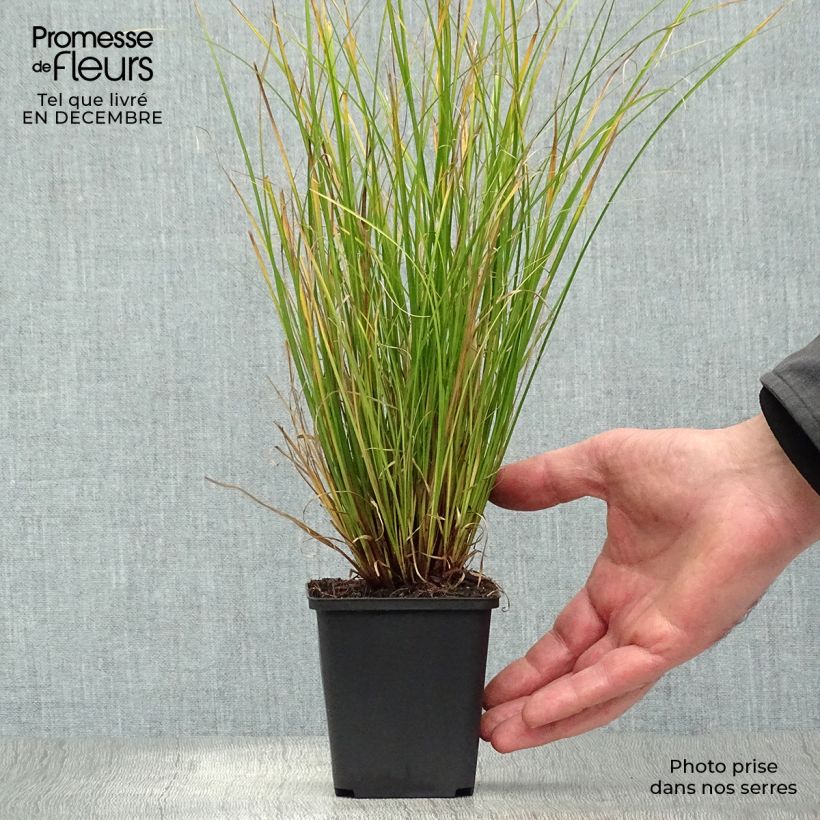 Amostra de Carex flagellifera Kiwi - Laîche Kiwi  Vaso de 8/9 cm tal como entregue no inverno