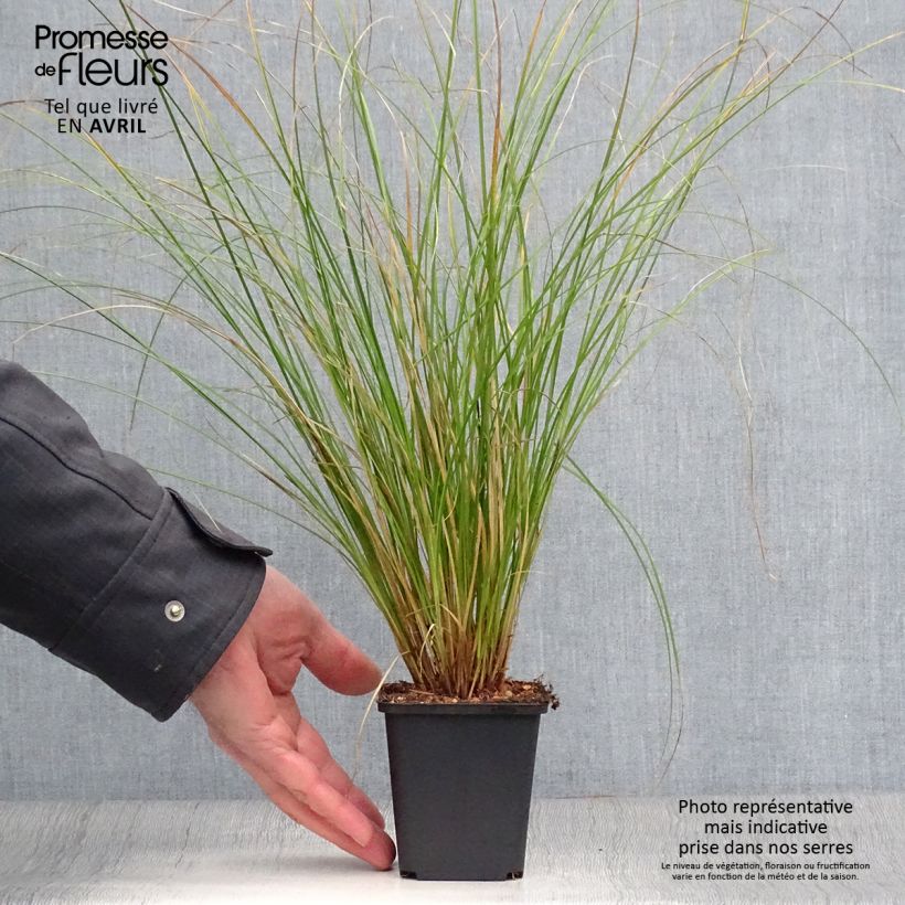 Amostra de Carex flagellifera Kiwi Vaso de 8/9 cm tal como entregue na primavera