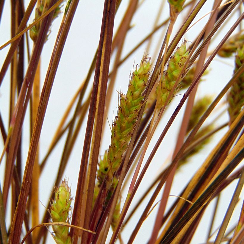Carex flagellifera (Floração)