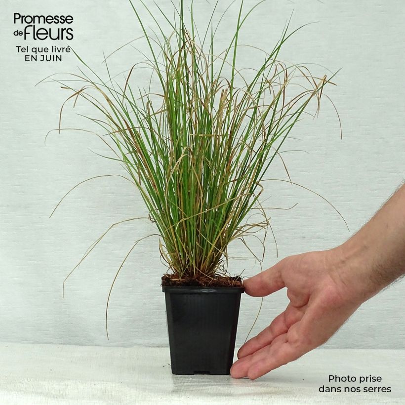 Amostra de Carex flagellifera Vaso de 8/9 cm tal como entregue no verão