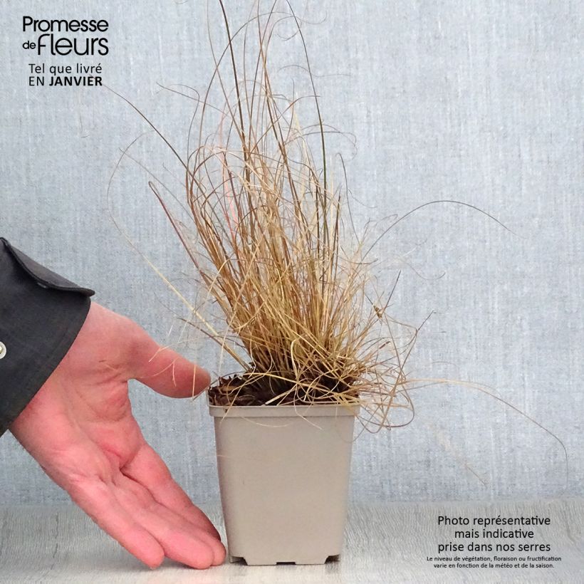 Amostra de Carex flagellifera - Laîche de Nouvelle-Zélande Vaso de 8/9 cm tal como entregue no inverno