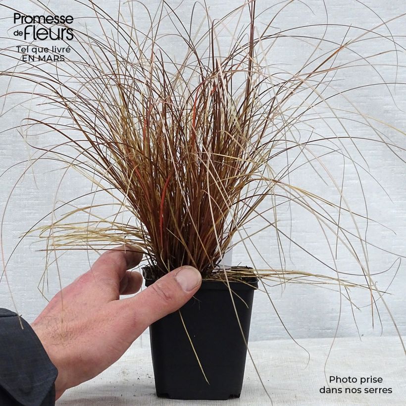 Amostra de Carex flagellifera Vaso de 8/9 cm tal como entregue na primavera