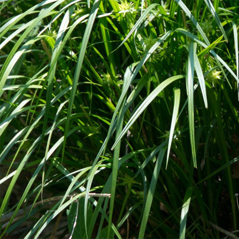 Carex grayi (Folhagem)