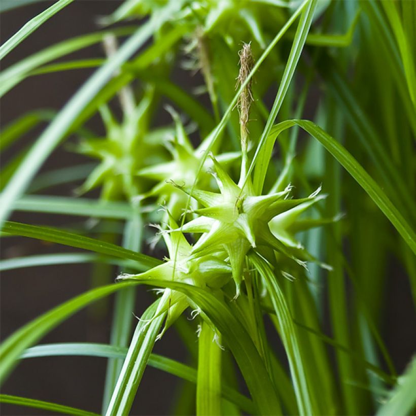 Carex grayi (Floração)