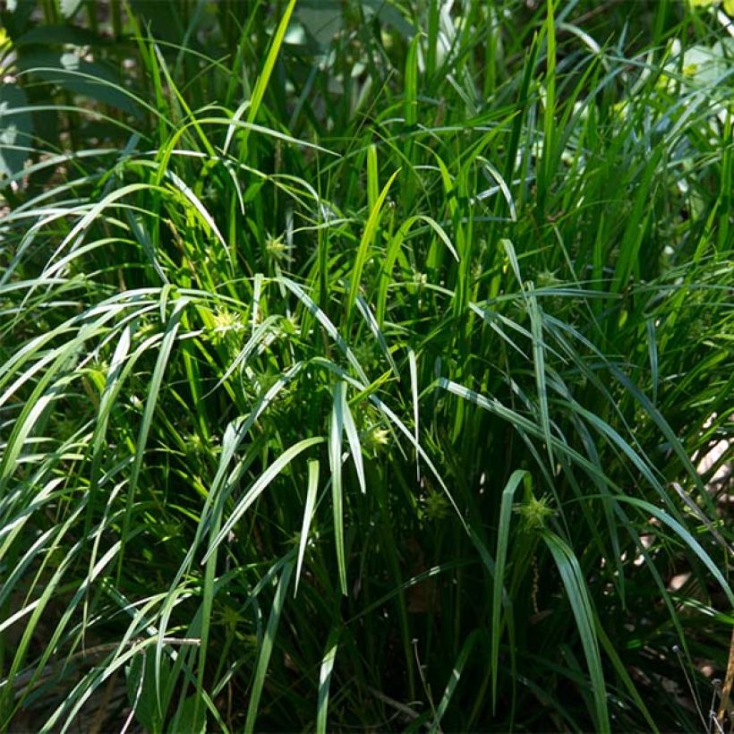 Carex grayi (Hábito)