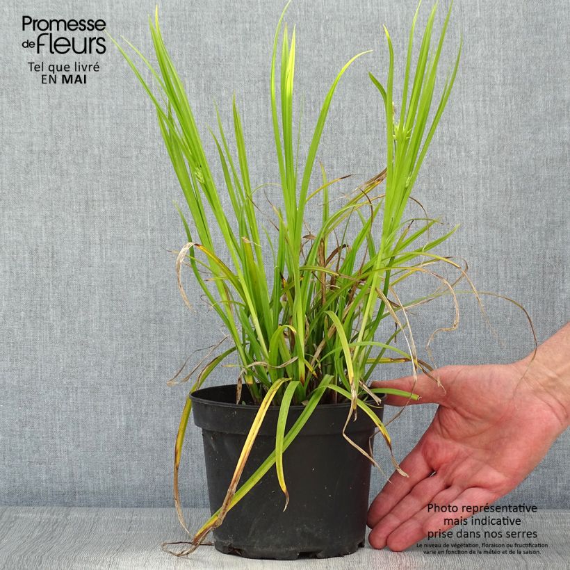 Amostra de Carex grayi Vaso de 2 L/3 L tal como entregue na primavera