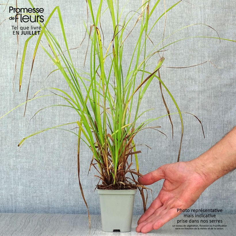 Amostra de Carex grayi Vaso de 8/9 cm tal como entregue no verão