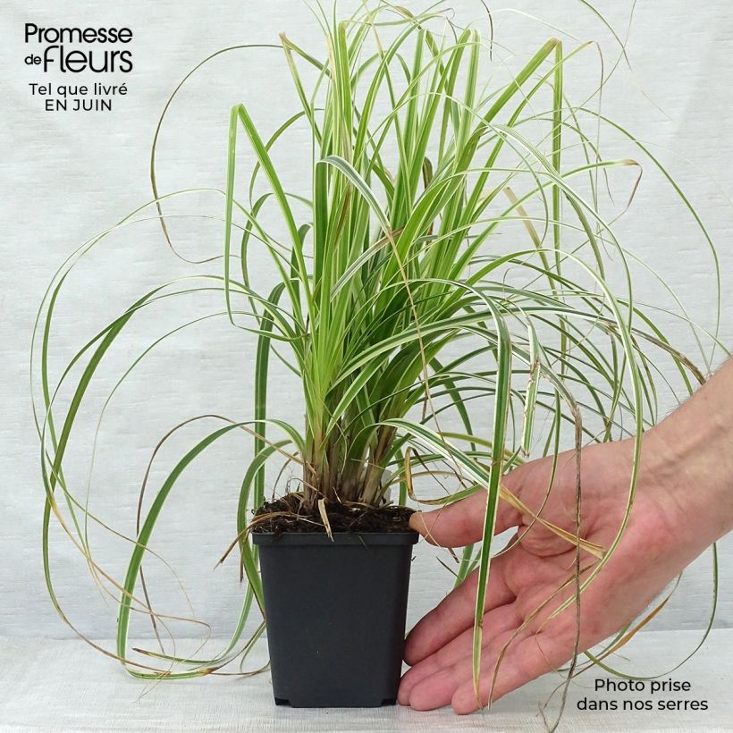 Amostra de Carex × oshimensis Feather Falls Vaso de 8/9 cm tal como entregue no verão