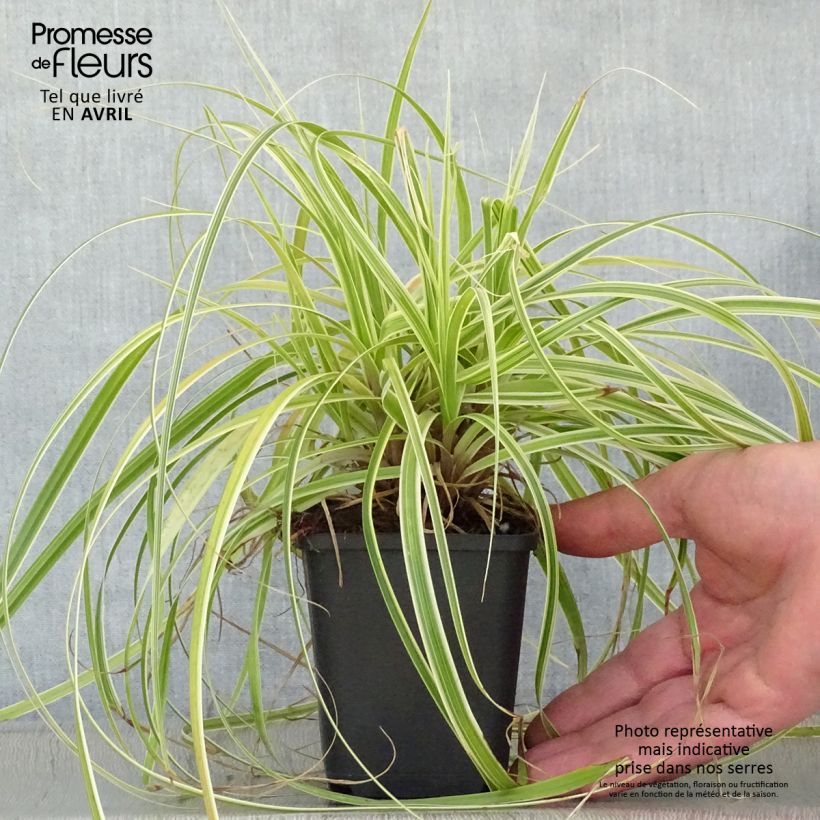 Amostra de Carex × oshimensis Feather Falls Vaso de 8/9 cm tal como entregue na primavera
