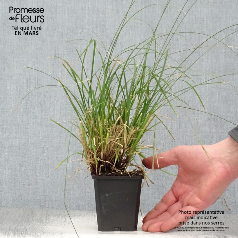 Amostra de Carex lenta Osaka Vaso de 8/9 cm tal como entregue na primavera