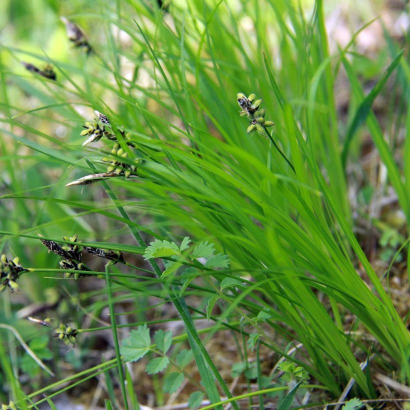 Carex montana (Folhagem)