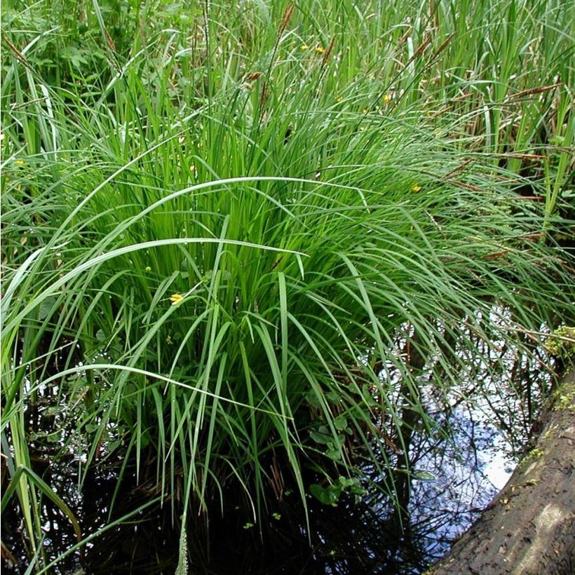 Carex montana (Hábito)