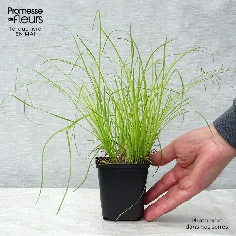 Amostra de Carex montana Vaso de 8/9 cm tal como entregue na primavera