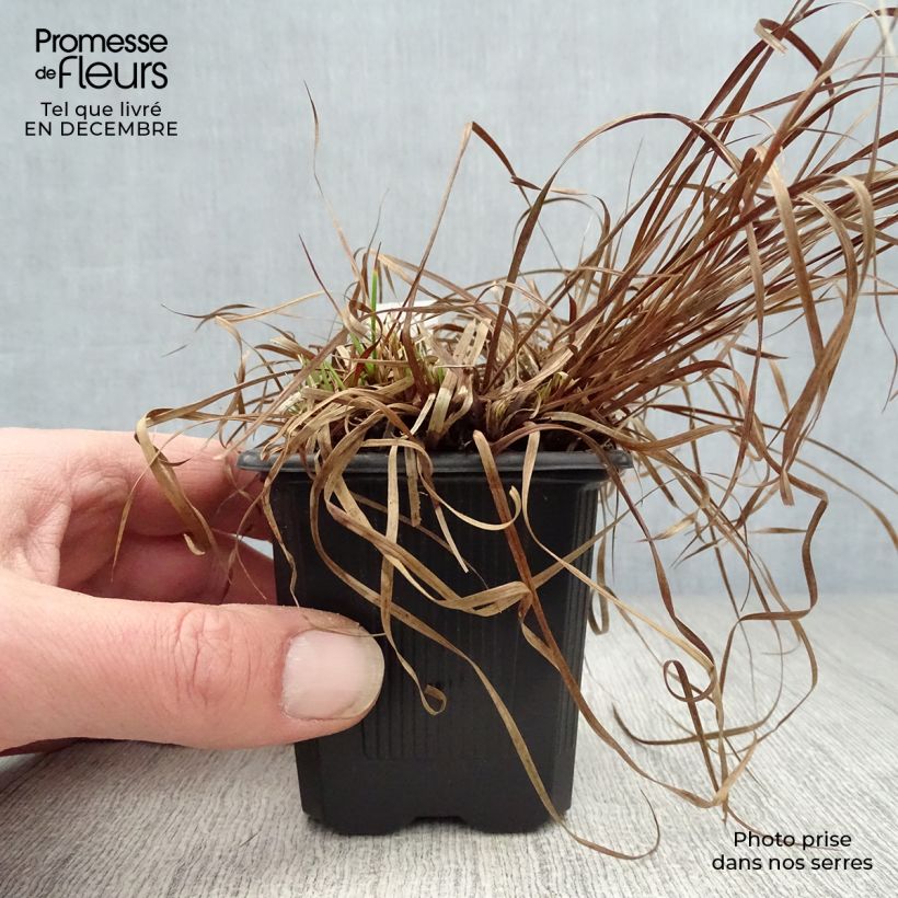 Amostra de Carex montana - Laîche des montagnes Vaso de 8/9 cm tal como entregue no inverno